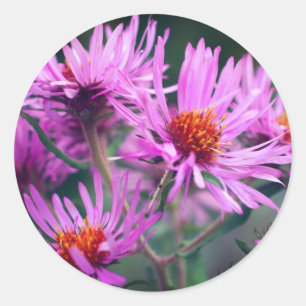 Adesivo Flores de Aster Rosa