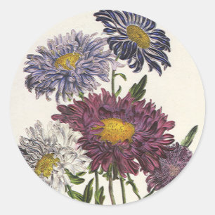 Adesivo Flores de Áster Roxo Antigas e Florais