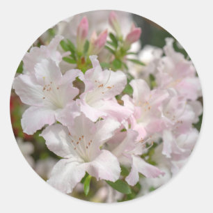 Adesivo Flores de Azaléia Rosa em Flor na Primavera