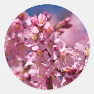 Adesivo Flores de Cerejeira Sakura Beijadas pela Luz do So