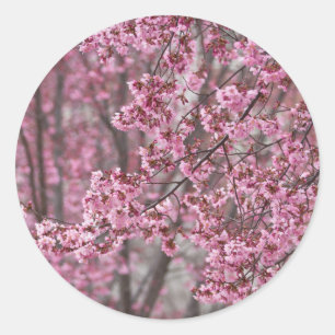 Adesivo Flores de Cerejeira Sakura Cor-de-Rosa Fluindo