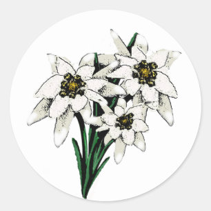 Adesivo Flores de Edelweiss