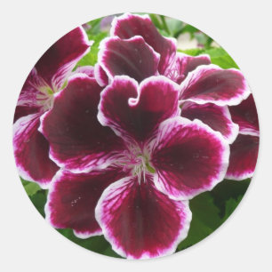 Adesivo Flores de Gerânio Real Elegantes Florais Marrons