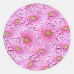 Adesivo Flores De Gerbera Rosa Em Clusters Apertados,