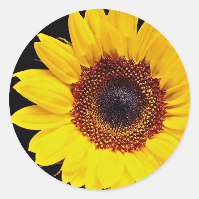 Adesivo Flores de girassol amarelo (Frente)