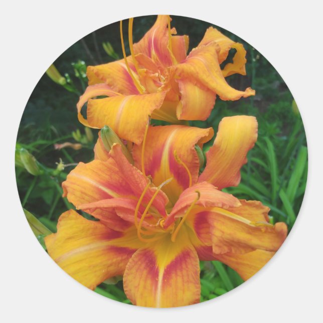 Adesivo Flores de Hemerocallis fulva (Frente)