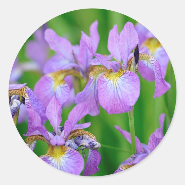 Adesivo Flores de Íris Roxo Blooming (Frente)