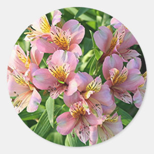 Adesivo Flores de lírio (alstroemeria) peruana em floração