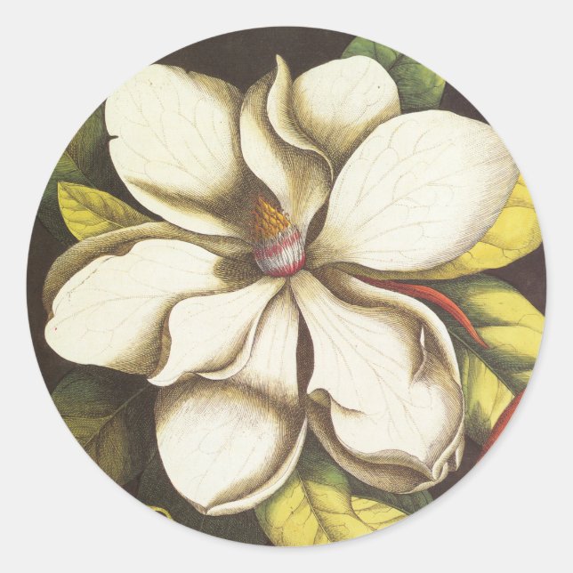 Adesivo Flores de Magnólia Antiga Planta Com Sementes (Frente)