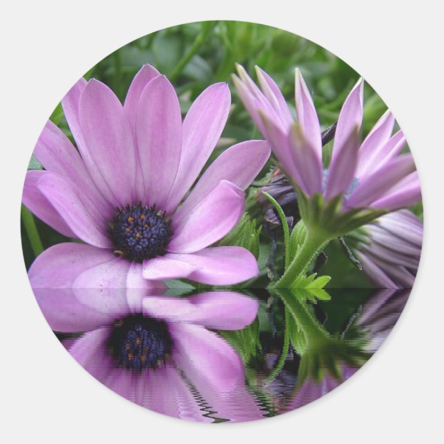 Adesivo flores de margarida púrpura (Frente)