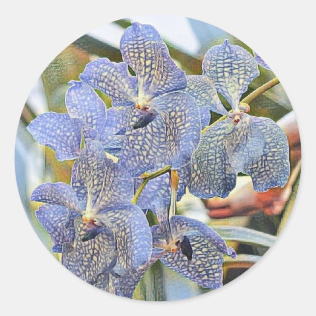 Adesivo Flores de orquídea coloridas azul-lavandante (Frente)