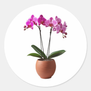 Adesivo Flores de Orquídea Magenta em Floração em um Vaso