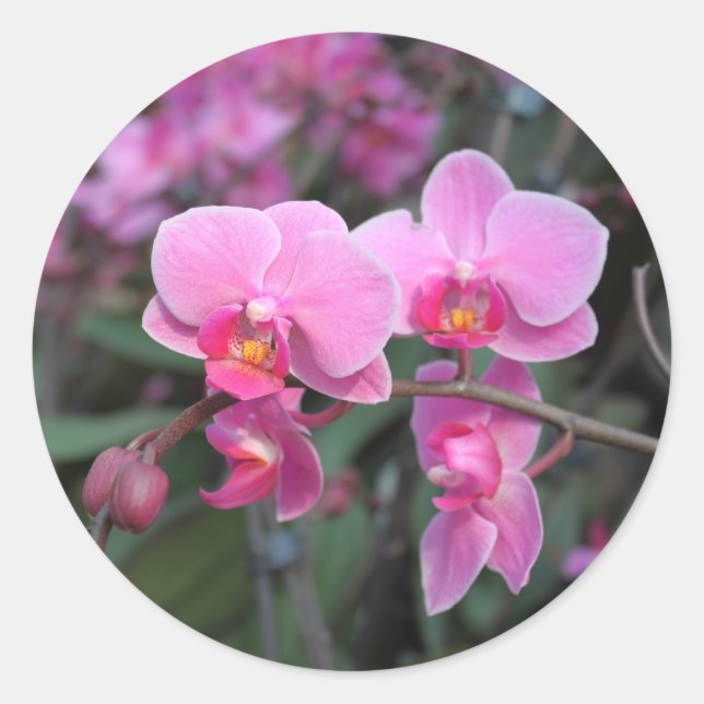 Adesivo Flores-de-orquídea-rosa bonito (Frente)