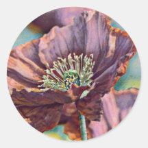 Flores de papoila cor-de-laranja roxa