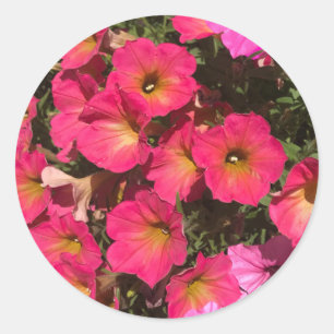 Adesivo Flores de Petúnia Rosa Primavera