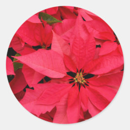 Adesivo Flores de Poinsettia Vermelha Cartões de natal Flo