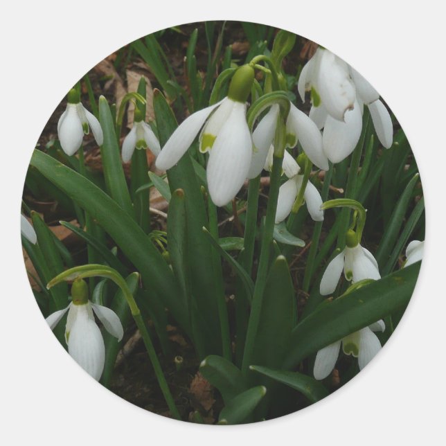 Adesivo Flores de primavera Brancas I (Galanthus) (Frente)