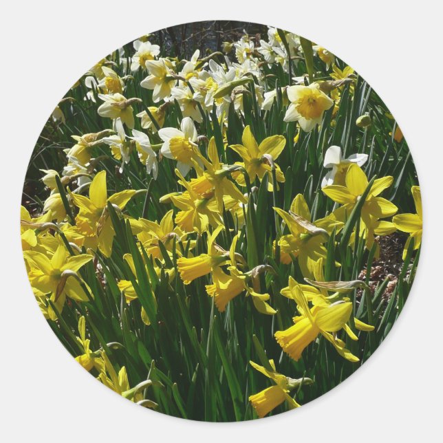 Adesivo Flores de primavera de Daffodils Amarelos e Branco (Frente)