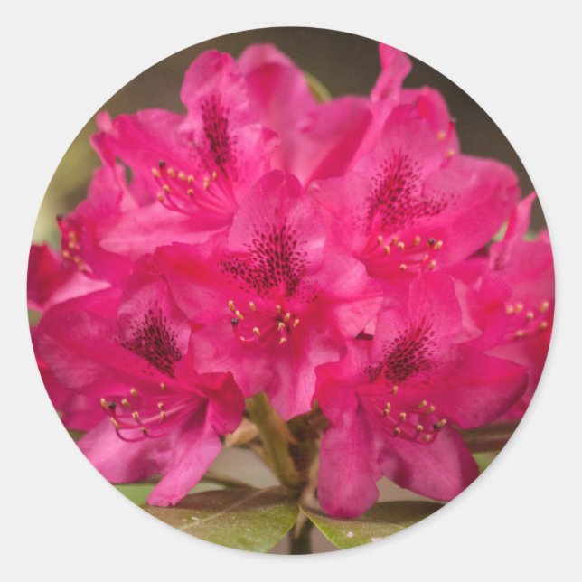Adesivo Flores de Rhododendron Rosa Quente Personalizadas (Frente)