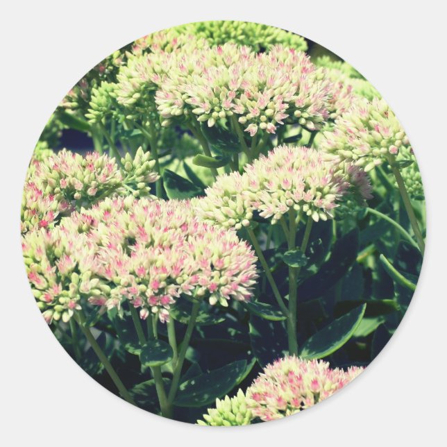 Adesivo Flores de Sedum Rosa (Frente)