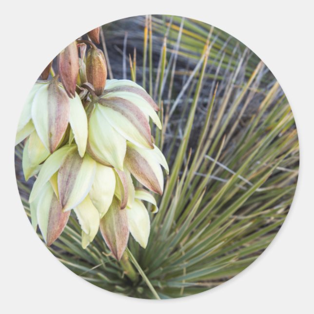 Adesivo Flores de Soaptree Yucca no Upper Missouri (Frente)