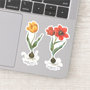 Adesivo Flores de Tulipas de Primavera da Vintage por Basi