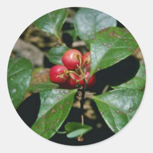 Adesivo Flores de Wintergreen (Gaultheria Procumbens)