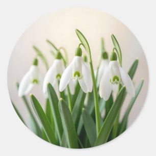 Adesivo Flores Delicadas de Neve Galanthus Florem na Prima
