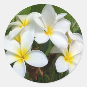 Adesivo Flores do Plumeria de Havaí