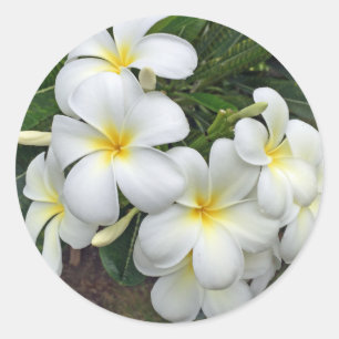 Adesivo Flores do Plumeria de Havaí