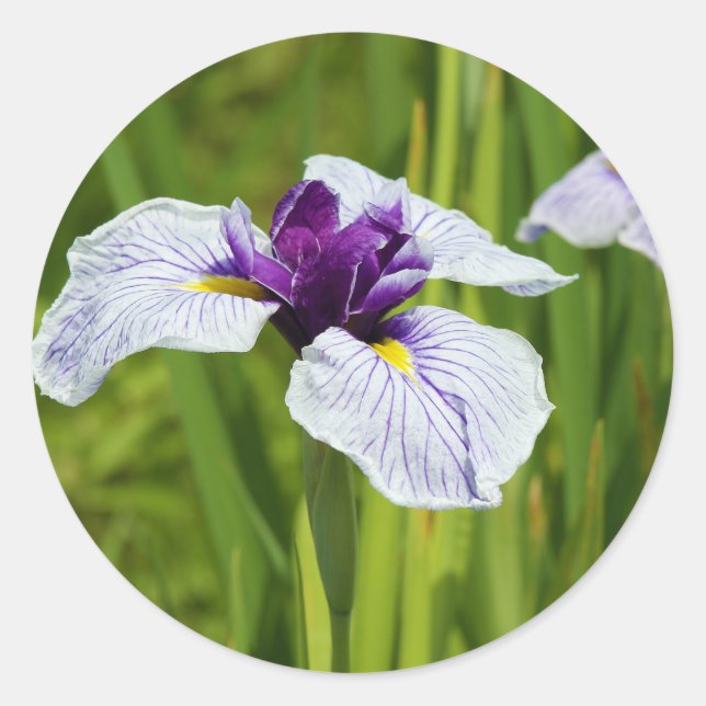 Adesivo Flores do Thunb Ensata Iris Japonês (Frente)