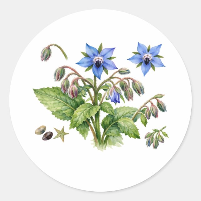 Adesivo Flores e folhas de erva Borage aquarela (Frente)