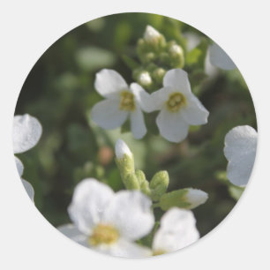 Adesivo Flores frescas de jardim de verão brancas e folhas