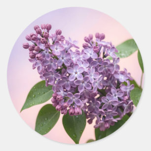 Adesivo Flores Frescas de Lilás Roxo Primavera Floral