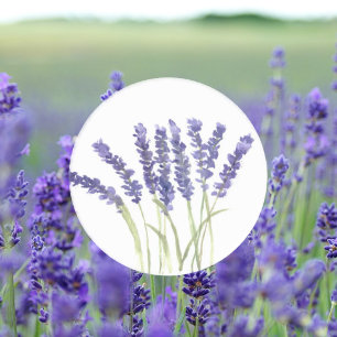 Adesivo Flores lavandas Purple Floral Watercolor