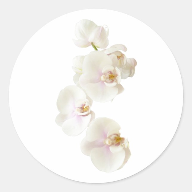 Adesivo Flores Orquídeas (Frente)
