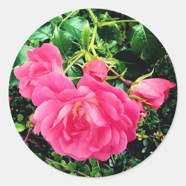 Adesivo Flores rosa (Frente)