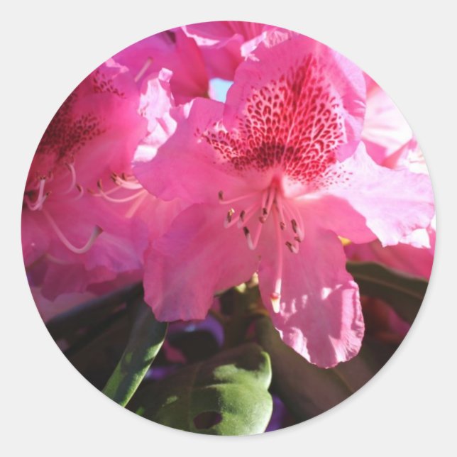 Adesivo flores rosas rododendróticas (Frente)