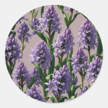Flores roxas de Hyacinth Holandesas