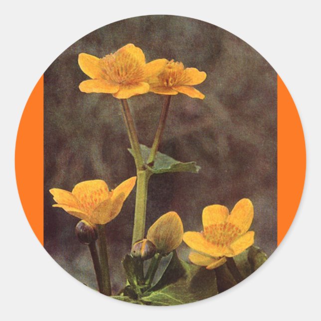 Adesivo Flores selvagens: Marsh Marigold (Frente)