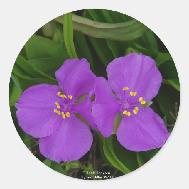 Adesivo Flores silvestres Fachsia Spiderwort Primaveras Qu (Frente)
