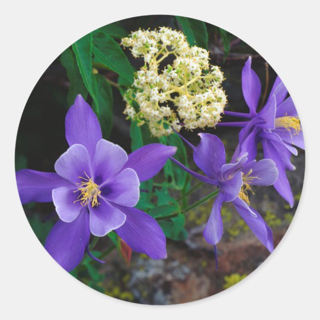 Adesivo Flores Silvestres Mutantes Columbine (Frente)