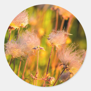 Adesivo Flores Silvestres Prairie Smoke em Aspen Grove