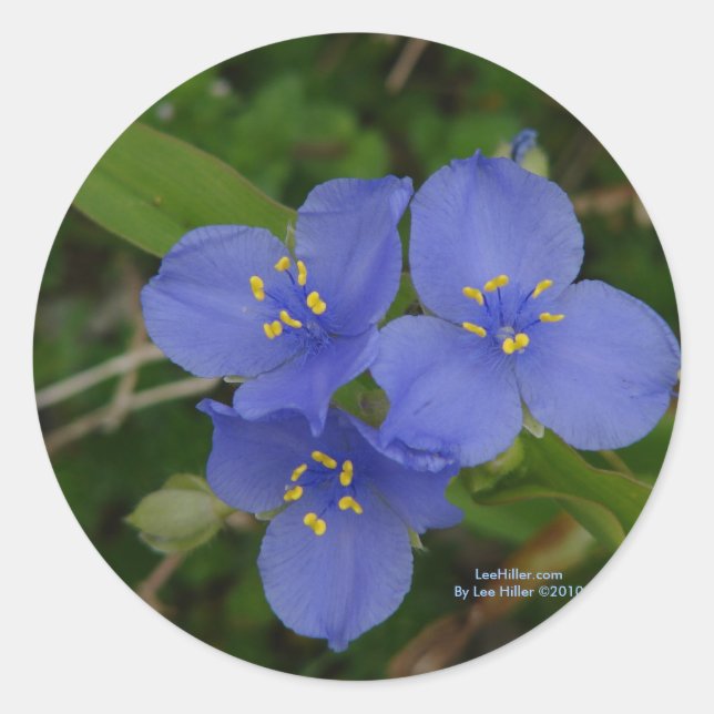 Adesivo Flores Silvestres Tradescantia Hot Springs AR Pres (Frente)