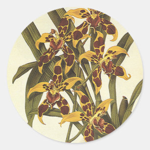 Adesivo Flores tropicais da orquídea de Odontoglossum do