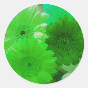Adesivo Flores Verde-Gerbera-Daisy Palavras Decaleiras