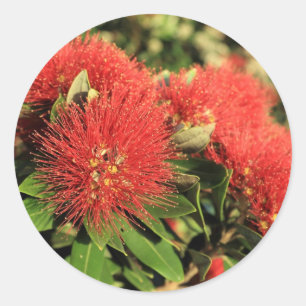Adesivo Flores vermelhas da árvore de Pohutukawa do verã