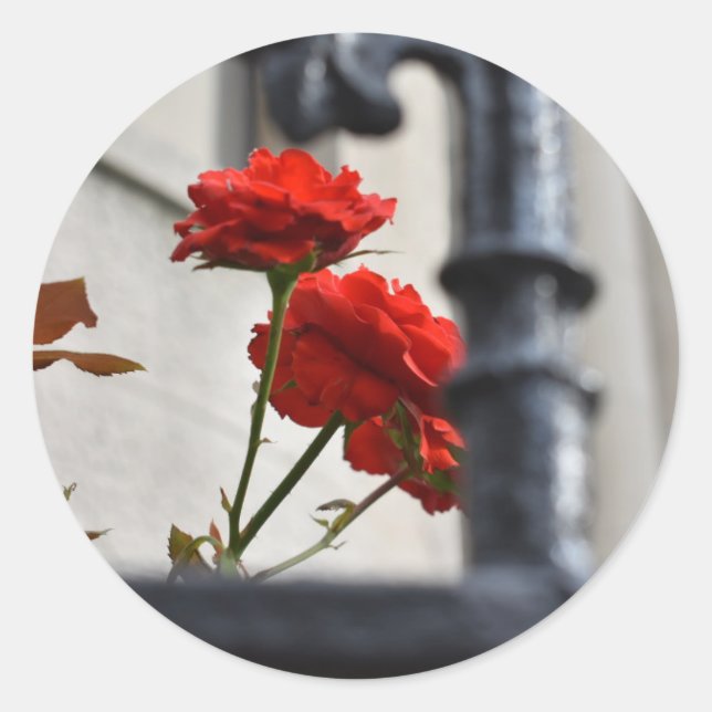 Adesivo Flores Vermelhas Feitas Fotografia Nova Iorque de  (Frente)