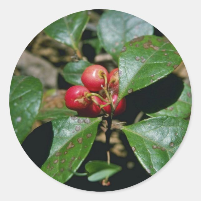 Adesivo Flores Wintergreen (Gaultheria Procumbens) (Frente)