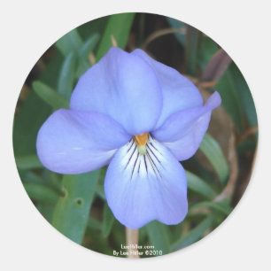 Adesivo FloresSilvestres Violeta Pata de Pássaro IV Presen